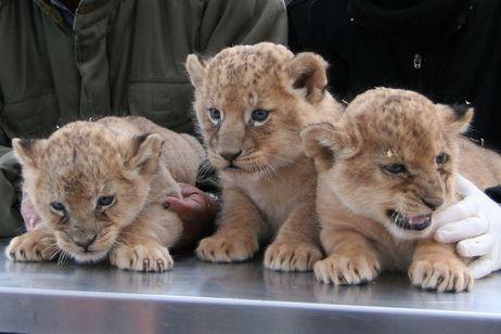 Knuffiger Nachwuchs