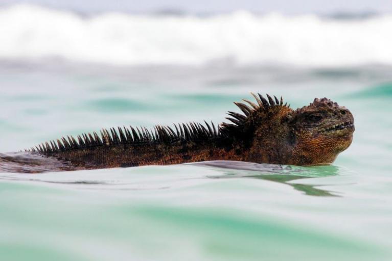 Godzilla-Meerechse auf Galápagos-Inseln entdeckt