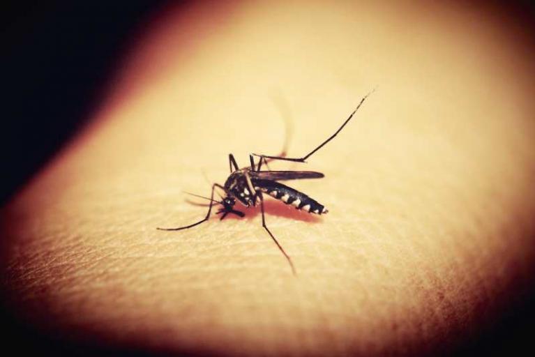 Neuer Wirkungsmechanismus gegen Malaria