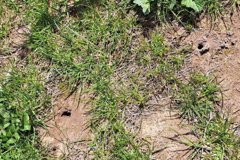 Wildbienen auf Spielplätzen