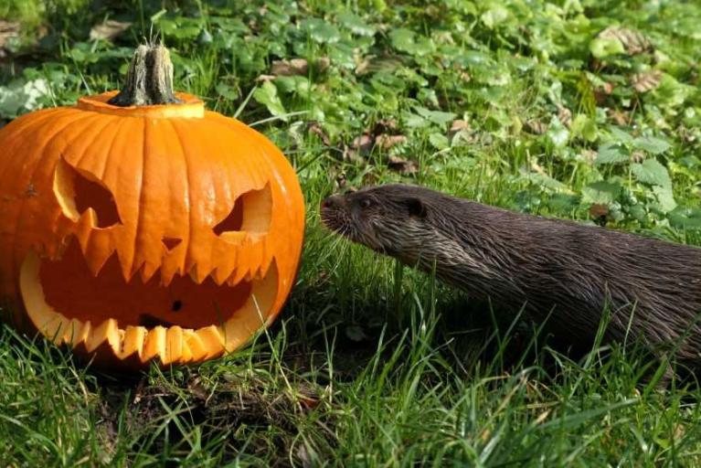 Halloween im OTTER-ZENTRUM