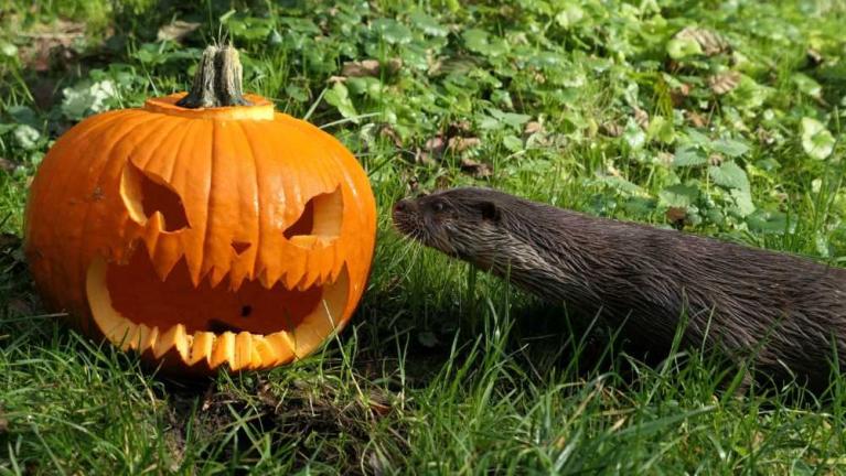 Ein geschnitzter Kürbis mit Fratzenmotiv steht im Gras, daneben schnüffelt ein Otter.