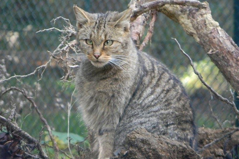 Die scheuen Tiere können hautnah erlebt werden