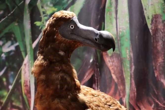 TOT wie ein DODO