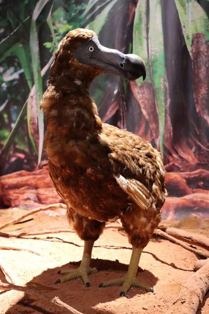 Dodo
