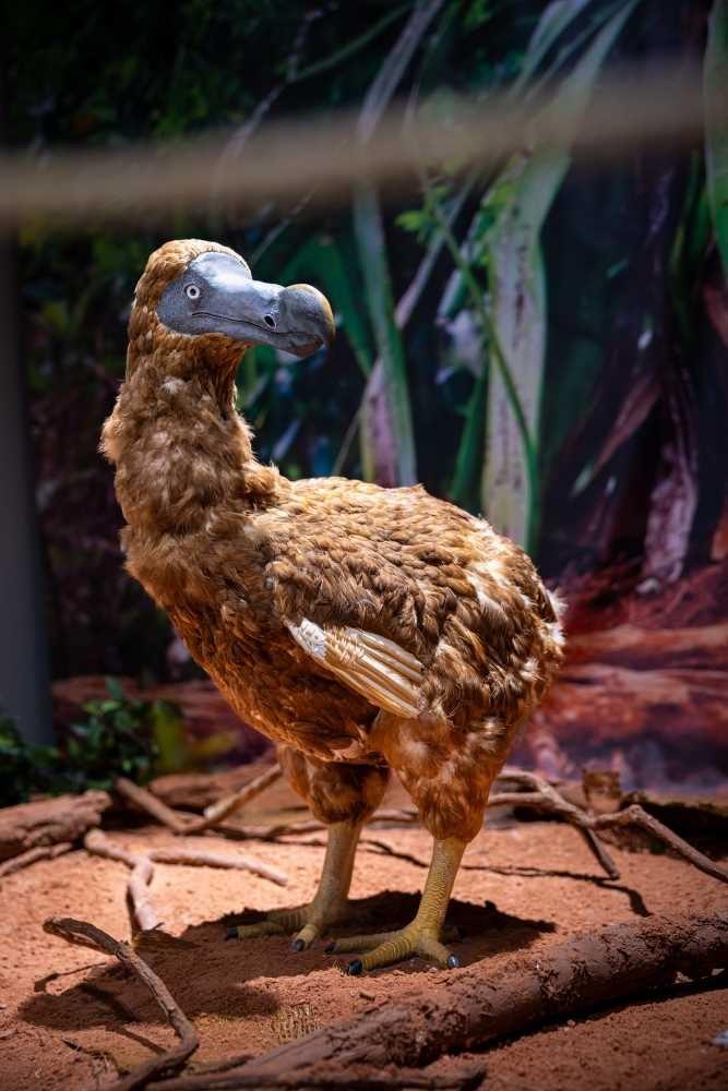 DODO