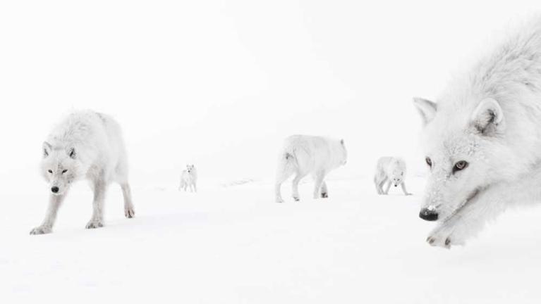 Wildlife