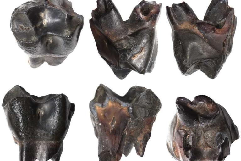 Spektakulärer Fund jetzt im Museum