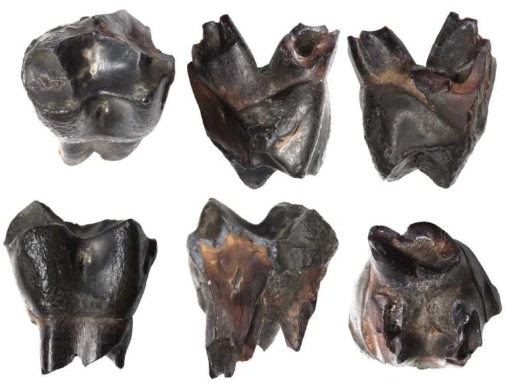 Sechs schwarze, zerbrochene Zahn- oder Fossilfragmente auf weißem Hintergrund