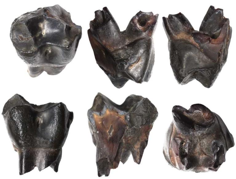 Sechs schwarze, zerbrochene Zahn- oder Fossilfragmente auf weißem Hintergrund
