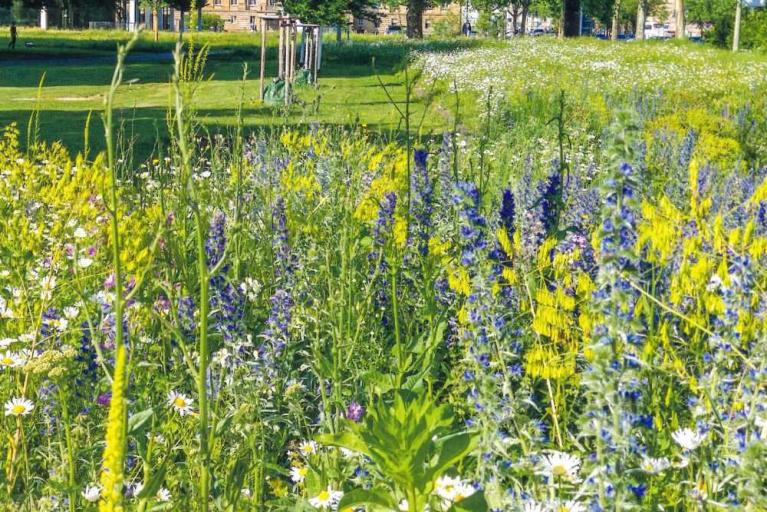 Wildbienenmischungen in der Touristinfo erhältlich