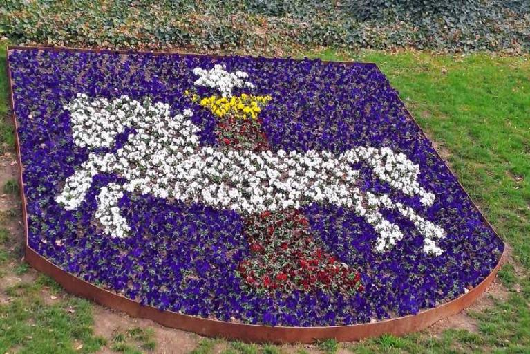 1500 Hornveilchen lassen das Stadtwappen wieder erstrahlen