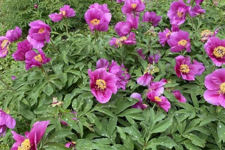 Paeonien-Pracht im Botanischen Garten der TU Braunschweig