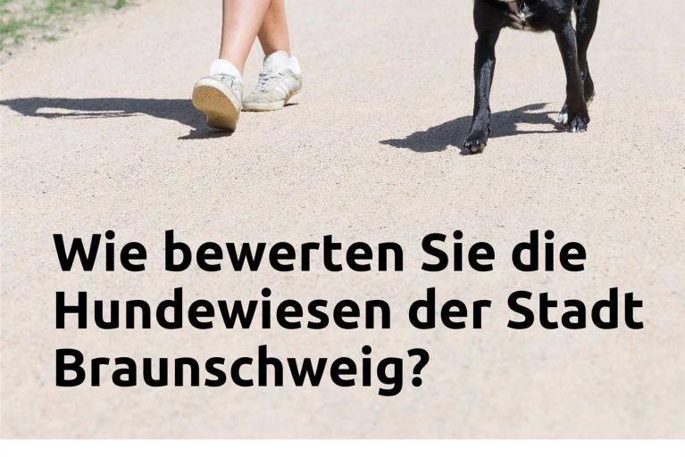 Stadt fragt nach Zufriedenheit mit Hundewiesen