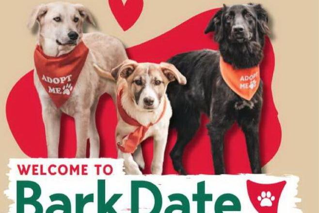 Erstes Bark Date in Braunschweig und Hannover