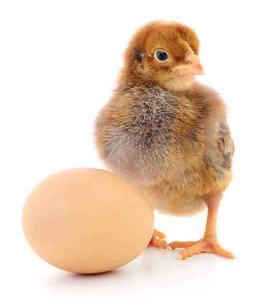 Osterküken_(c)iStock
