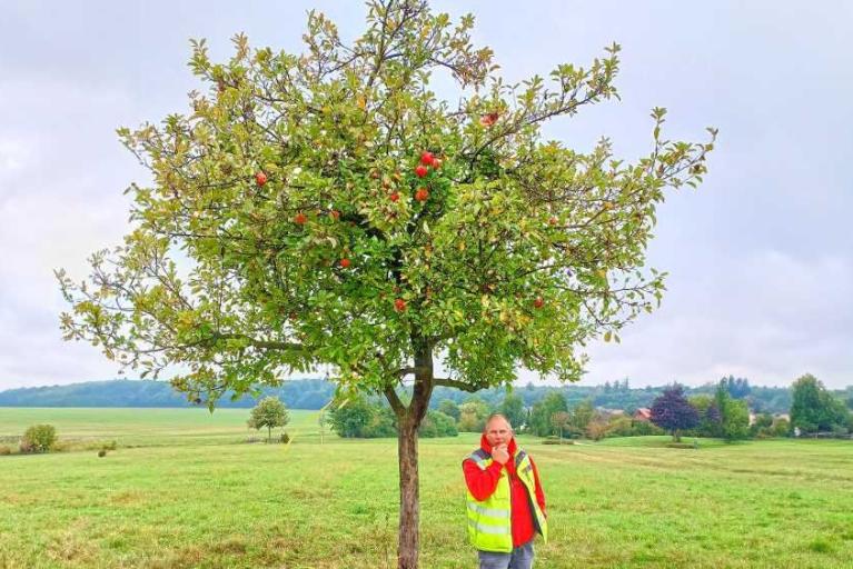 Was bedeutet eigentlich ein gelbes Band am Obstbaum?