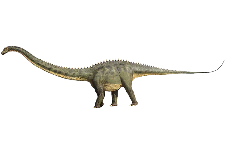 Diplodocus