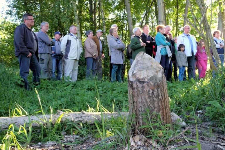 Biber-Expedition in Wolfsburg