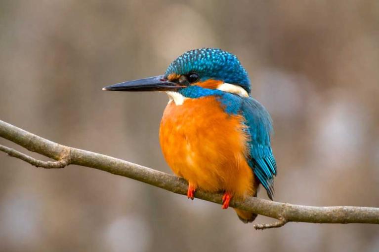 Eisvogel