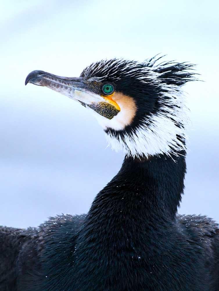 Kormoran