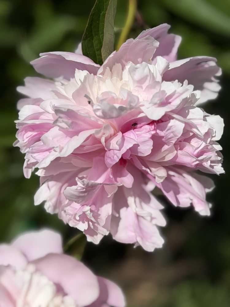 Blume