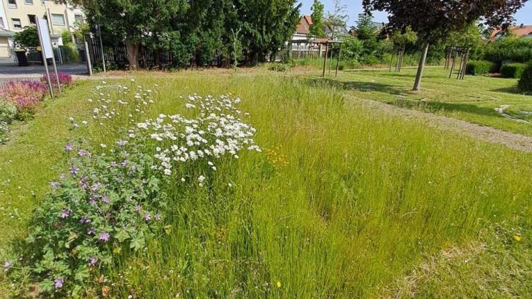 Grasfläche