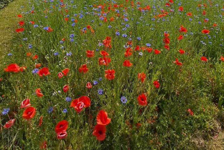 Erste Erfolge für die Artenvielfalt auf dem Hauptfriedhof