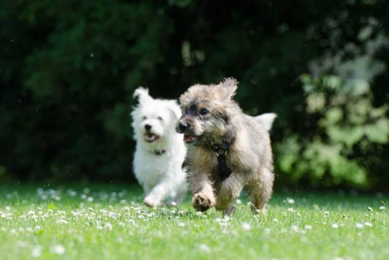 In Bau: neue Hundefreilauffläche
