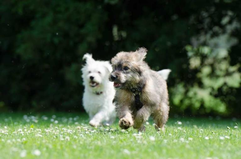 Hunde