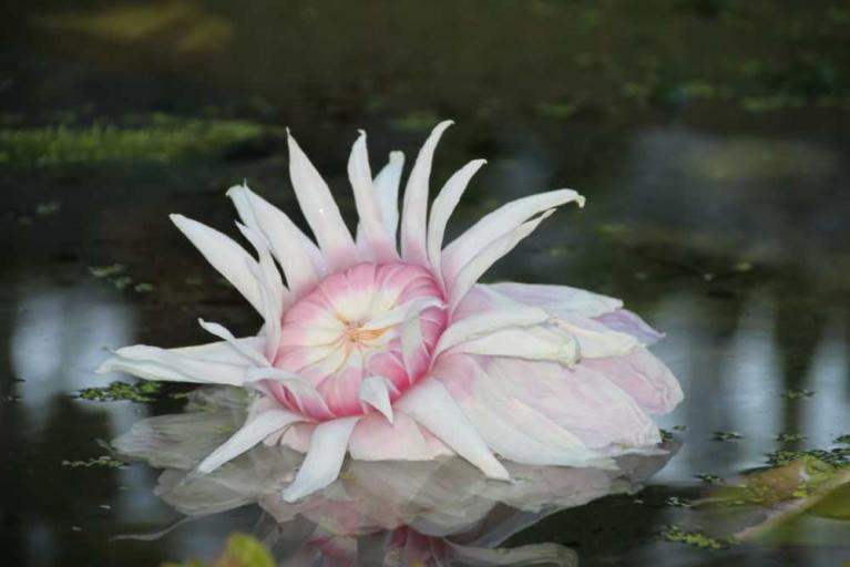 Victoria-Nächte im Botanischen Garten