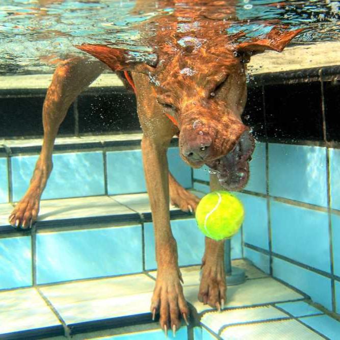 Hundeschwimmen1
