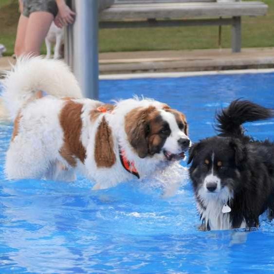 Hundeschwimmen3