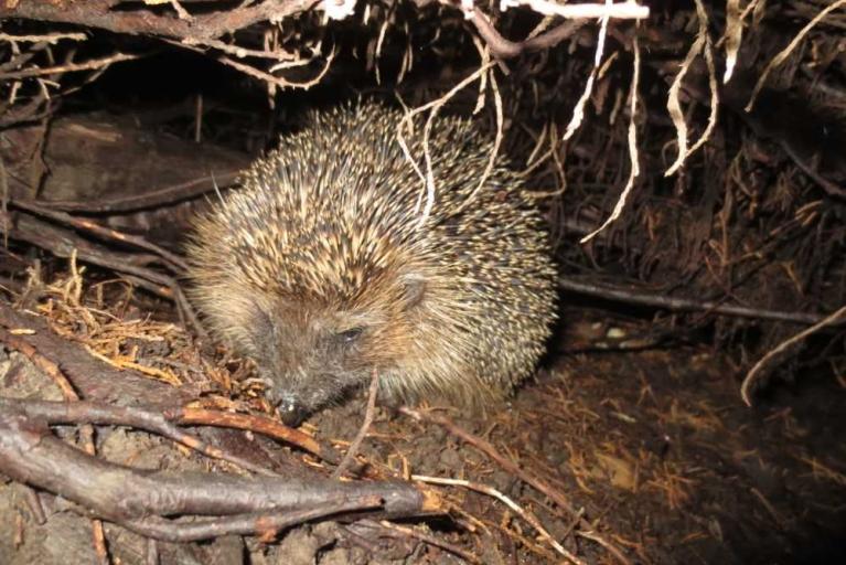 Herbstlaub – ein Platz für Igel