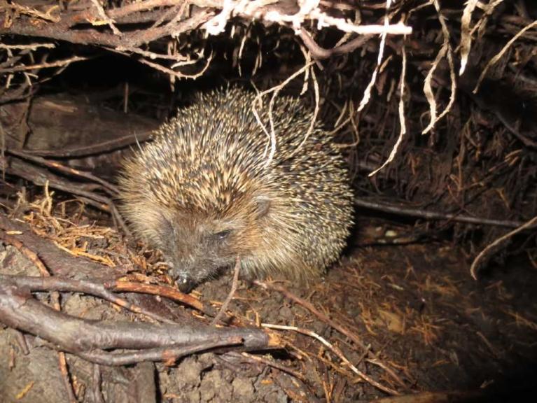 Ein Igel sitzt zwischen Wurzeln und Laub in einer dunklen Erdschicht.