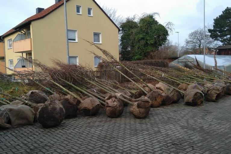 100 Bäume für Wolfenbüttel