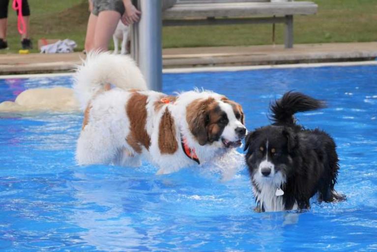Braunschweiger Hundeschwimmen
