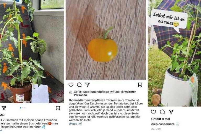 Wolfenbüttels Schulklassen im Tomaten-Fieber