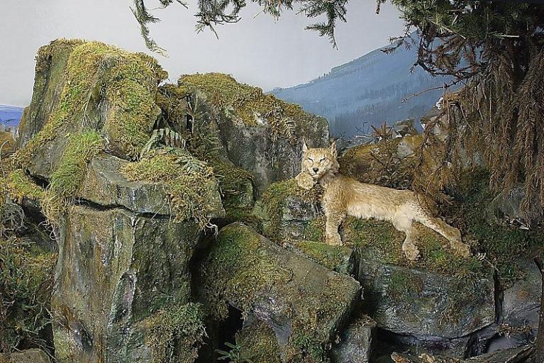 Ausstellung "Vielfalt zählt" eröffnet in der Burg Dankwarderode