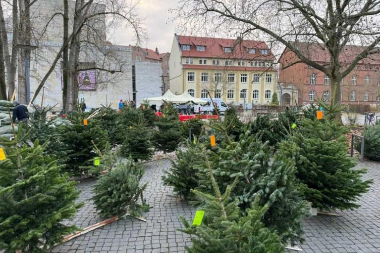 Löwenherz-Weihnachtsbaumverkauf für den guten Zweck 