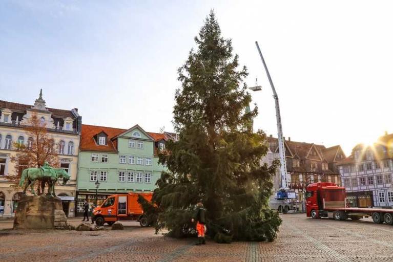 Friedenstanne in Wolfenbüttel angekommen und aufgestellt