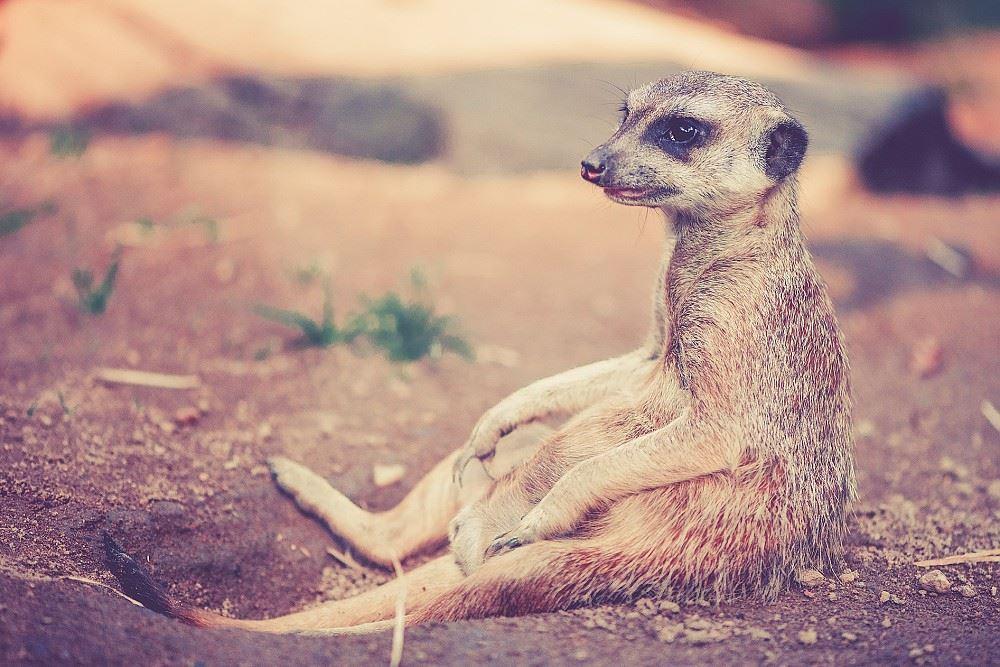 Beispielfoto Erdmännchen